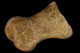 Carcharodontosaurus Phalange (Toe Bone) - Morocco #116845-3